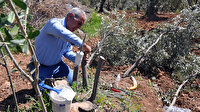 10 bin zeytin ağacını tek başına aşılayacak: Onlar bizim baş tacımız