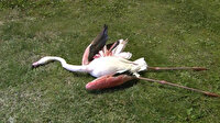 İzmir'de telef olan flamingoların ölüm sebebi belli oldu