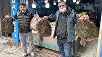 Karadeniz'de kalkan balığı bereketi: Kilosu 200 liradan satılıyor