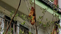 Apartmana korku salmış ve hayvan sanılmıştı: Kruvasan çıktı