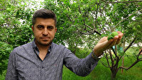 Eriğin kilosu bin liradan 50 liraya kadar düştü