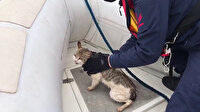 Beylerbeyi'nde Sahil Güvenlik ekiplerinin kedi kurtarma operasyonu kamerada