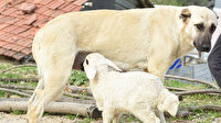 Bursa'da çoban köpeğinin kuzuyu emzirmesi görenleri şaşırtıyor