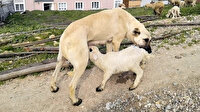 Bursa'da şaşırtan görüntü: Kuzunun 'süt annesi' çoban köpeği oldu
