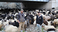 Günde 20 kilometre yol kat ediyorlar: Sürülerle yolculuk 2 ay sürüyor
