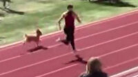 ABD’de tribünden atlayan köpek atletizm yarışmasını birincilikle bitirdi