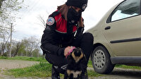 Edirne'de nehre atılan yavru köpeğe polis şefkati