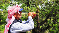 Kuşlar aç kalmasın diye dağ tepe dolaşıp ağaçları aşılıyor