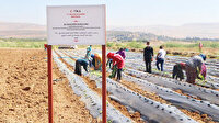 Afrin’e çilek bahçeleri