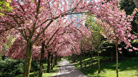 Başkentten kartpostallık görüntüler: Sakura çiçek açtı
