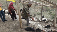 Sokak köpekleri ahıra saldırdı: 20 keçi telef oldu, 21 keçi yaraladı
