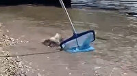 Alanya'da sahil kıyısında balon balığı paniği
