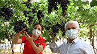 Dalında 30 lira: Mersin'de turfanda siyah üzüm hasadı başladı