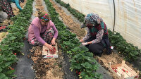 Çilek hasadı başladı: Çanakkaleli üreticinin yüzü güldü