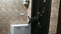 Daireye girebilmek için tokmağı çalan kedi güldürdü