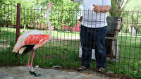 Manisa'da hayvanseverler ayağı yanan flamingoya protez bacak yaptı