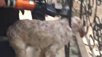 Muğla'da demir korkuluklara sıkışan köpeği itfaiye kurtardı