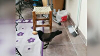 Evin balkonuna giren karga yumurtaları alarak gözden kayboldu
