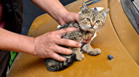 Duyarlı vatandaştan otomobilin sürücüsüne not: Kaputta kedi var