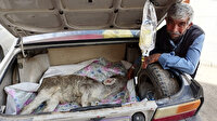 Üç günlük buzağısı hastalanınca otomobilin bagajında veterinere yetiştirdi