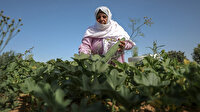 Filistinli kadınlar topraklarını İsrail'e bırakmamak için ön saflarda mücadele ediyor