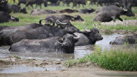 Serengeti değil Balıkesir: Mandalar belgesellik görüntüler sunuyor