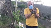 Sulama havuzunda mahsur kalan yavru tilkiler kurtarıldı