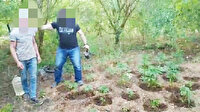 Başkasına ait bahçede yetiştirdiği yasadışı kenevirleri sularken yakalandı