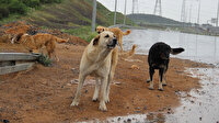 Belediye sokak köpeklerini buraya bırakıp gidiyor: Kuzey Marmara Otoyolu tehlike saçıyor
