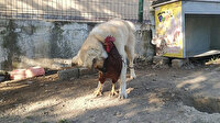 Köpek ve horozun arkadaşlığı görenleri gülümsetiyor