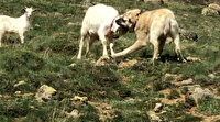 Keçi çoban köpeğine kafa tutarsa
