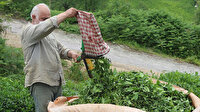 ÇAYKUR çay alım kapasitesini artırıyor