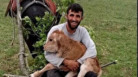 Dağda doğan buzağı yürüyemeyince düzenekle yayladan aşağı indirdi