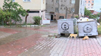 Maltepe'de çöp konteyneri kâbusu: Korkuyoruz mecburen arkamıza bakıyoruz