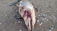 Mersin'de 3 buçuk metre uzunluğundaki ölü yunus sahile vurdu: Ağlara takılıp boğulmuş olabilir
