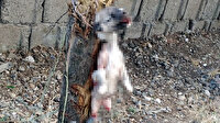 Kahramanmaraş'ta vahşet: Yavru köpeğin ayaklarını kesip, ağaca astılar