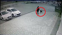 Bir pitbull dehşeti daha: Küçük köpeğe bir anda saldırdı