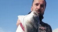 Marmara Denizi'nde zıpkınla 11 kilo levrek avlayan balıkçı rekor onayı bekliyor
