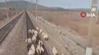 Rusya'da seyir halindeki yük treni koyun sürüsüne çarpmaktan son anda kurtuldu