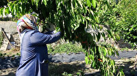 Hayır bahçesi: Burada meyveyi toplamak da yemek de ücretsiz