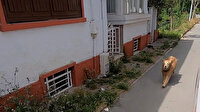 Vefalı köpek ambulanstaki sahibini hastaneye kadar koşarak takip etti