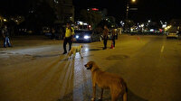 Sokak köpeklerinden polislere destek: Araçları tek tek durdurdular