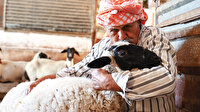 84 yaşındaki Ekrem amca 77 yıldır sakız koyunu yetiştiriyor: Birçok ilden talep görüyor