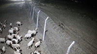 Şanlıurfa’da çizgili sırtlan kameraya takıldı