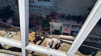 Başakşehir’de çifte pitbull dehşeti: 16 yaşındaki Mine ölümden döndü