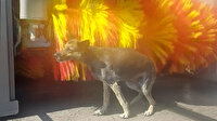 Akaryakıt istasyonundaki köpek yıkama zamanını kaçırmıyor