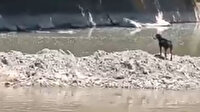 Kastamonu'da ırmakta mahsur kalan köpeği itfaiye ekipleri kurtardı