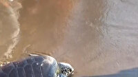 Muğla'da tedavi edilen caretta carettalar denize bırakıldı