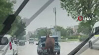 Aracın arkasına at bağlayıp koşturan şahsa para cezası