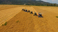Tarlalar yerli tohumla coştu: 5 bin 200 ton buğday toplandı